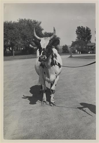 (COWS--FARMING) An udderly charming archive of approximately 70 photographs of prize-winning cows in the U.S. and Canada.